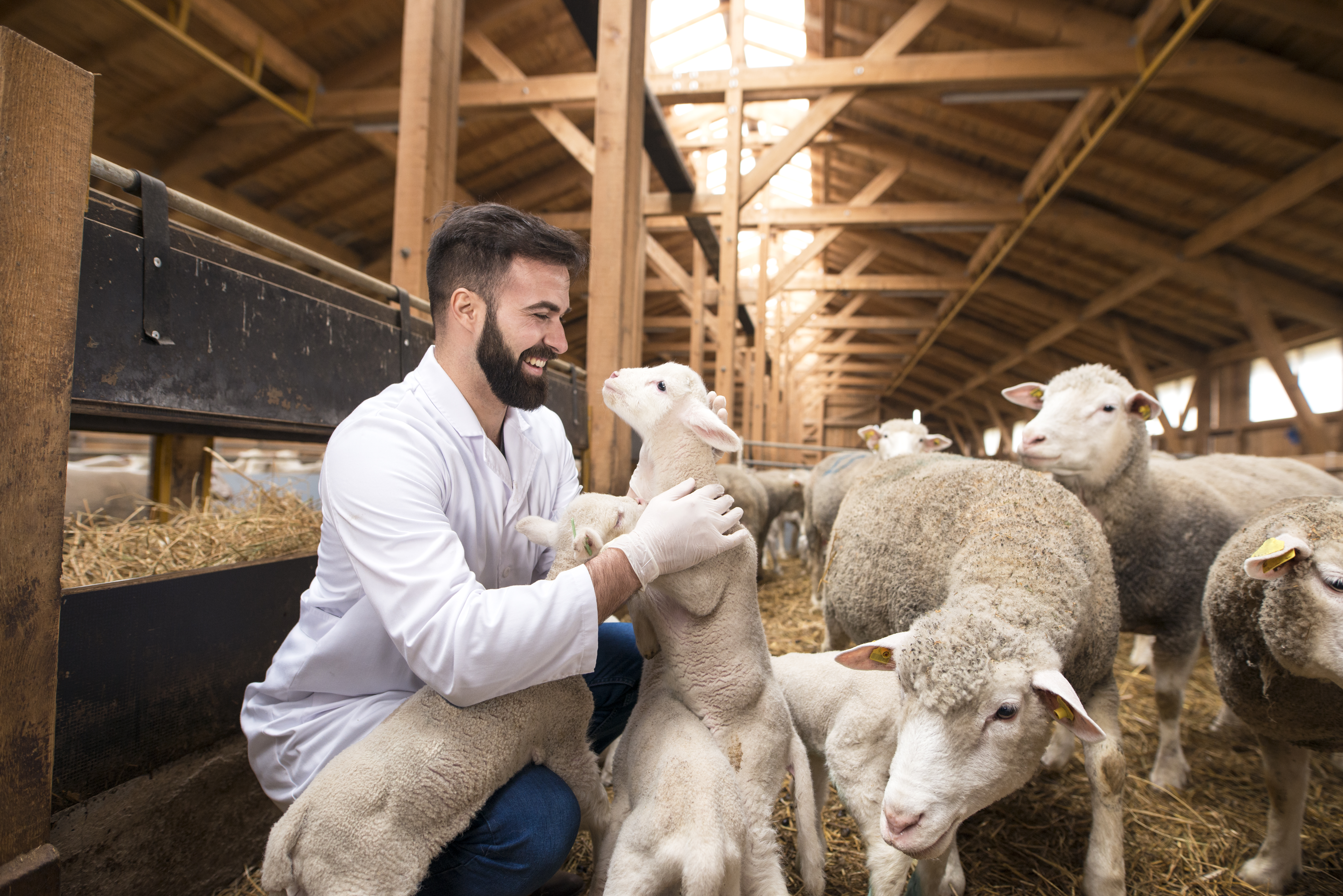 Vet examining sheep