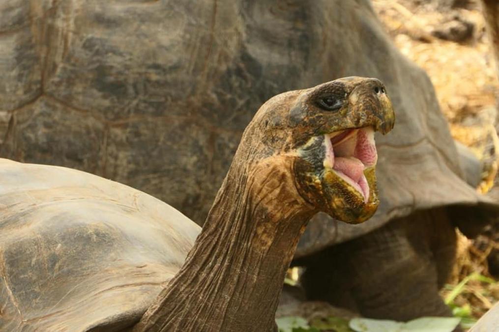 During a summer group Field Period® trip to Ecuador and the Galapagos Islands, led by Dr. Mark Sugalski, associate professor of biology and chair of the Division of Natural Sciences and Mathematics, students were able to see, and photograph, a variety of wildlife.