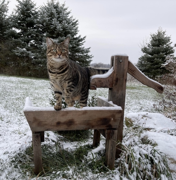 Pawprints in the Snow 2021 Keuka College